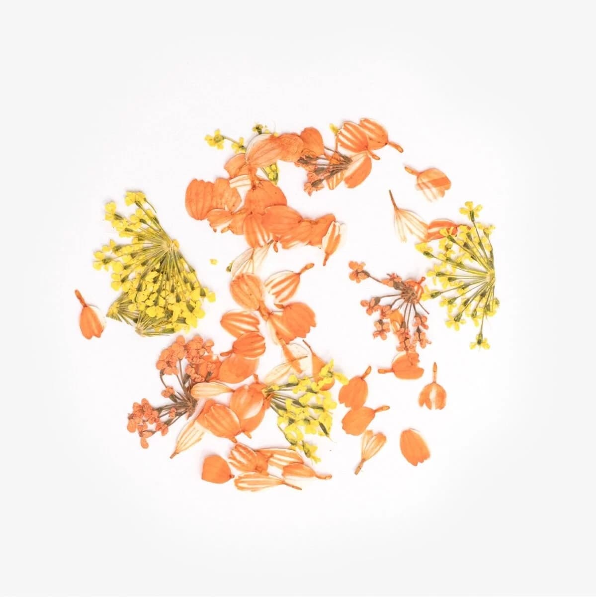 Pétales pastel dans des nuances dorées et orangées Flower Flakes Golden Sunset de Semilac étalés pour un effet floral naturel sur les ongles.