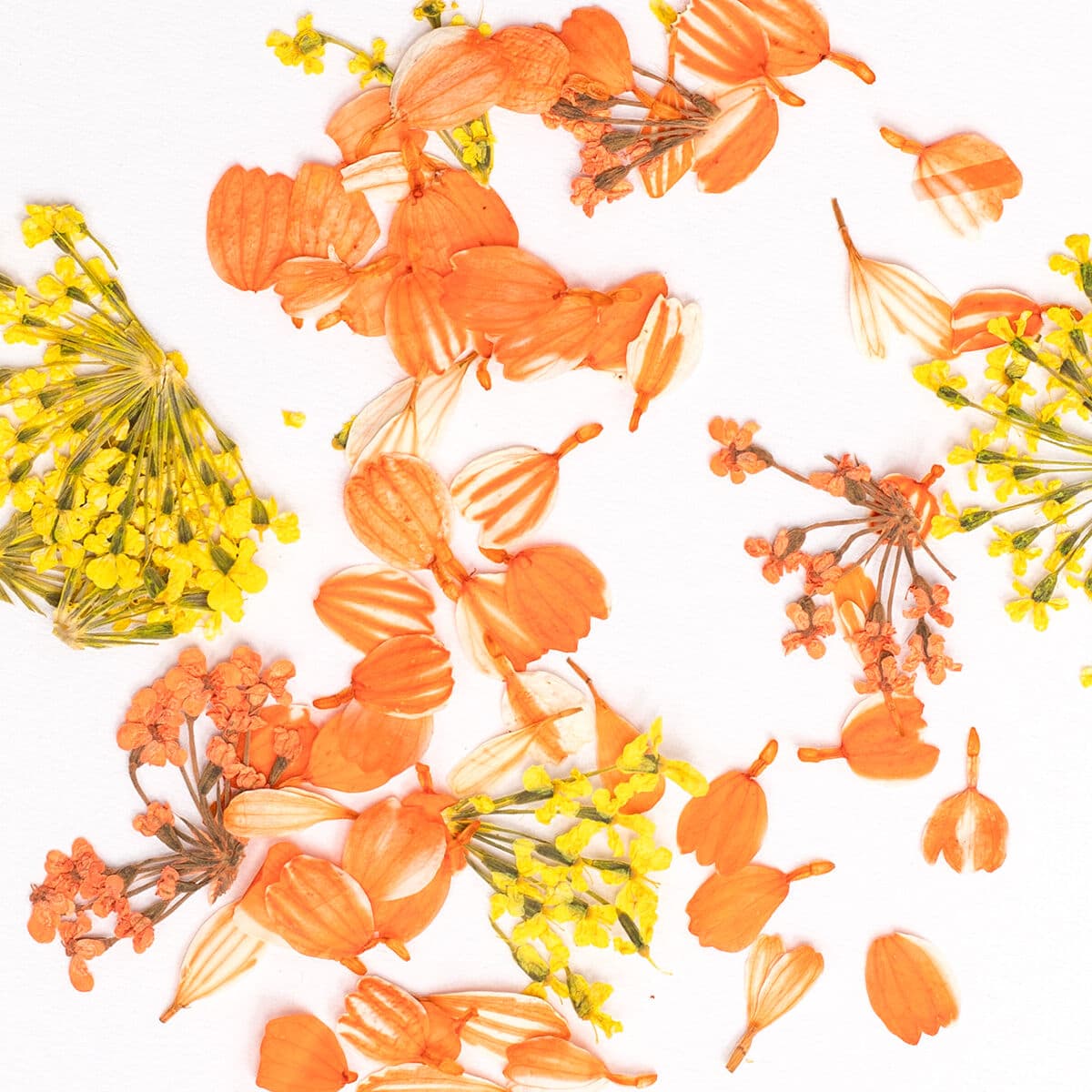 Pétales aux tons dorés et orangés chauds Flower Flakes Golden Sunset de Semilac étalés pour un effet floral naturel sur les ongles.