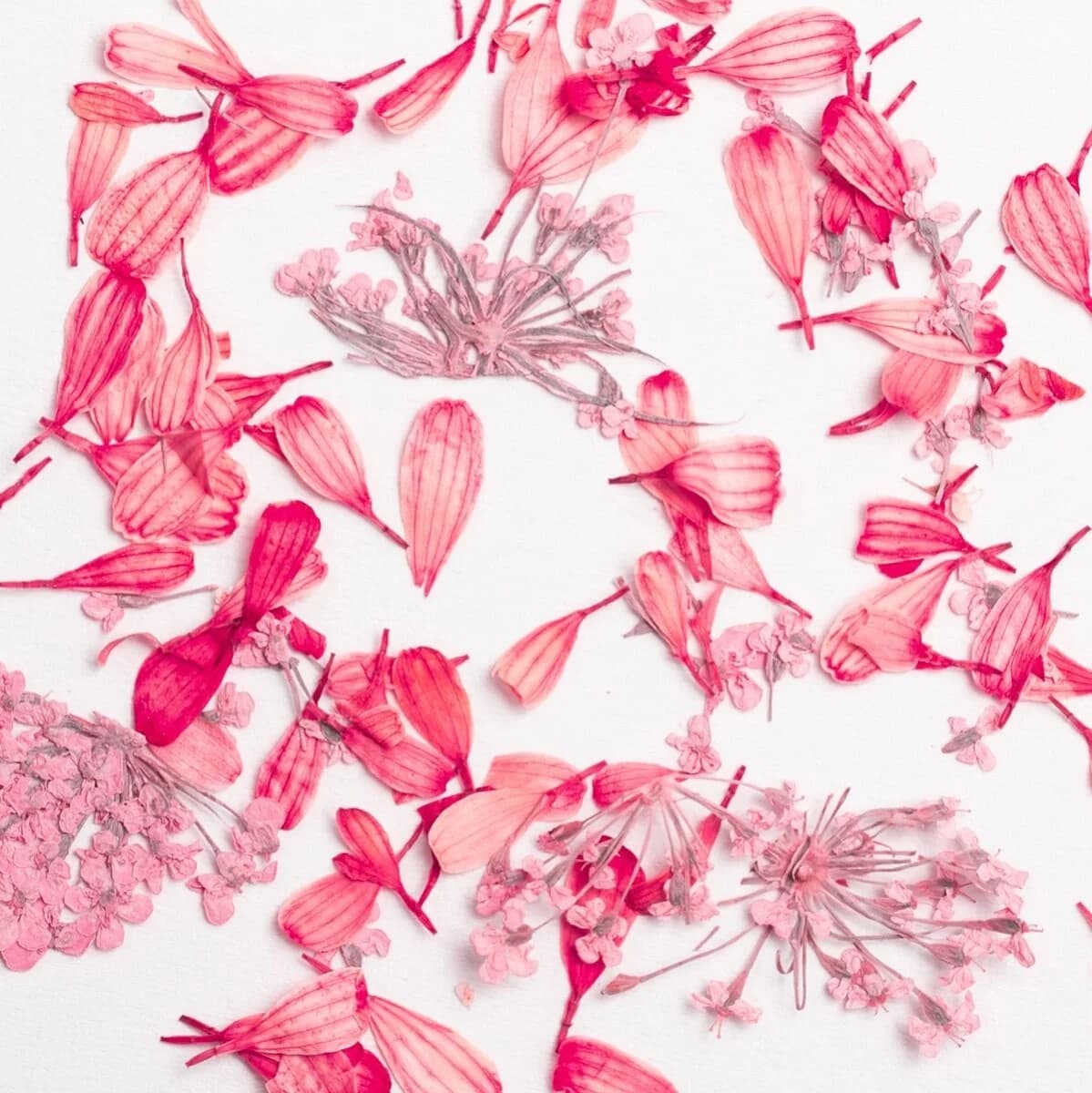 Pétales aux tons de corail et de rose Flower Flakes Coral Blossom de Semilac étalés pour un effet floral naturel sur les ongles.